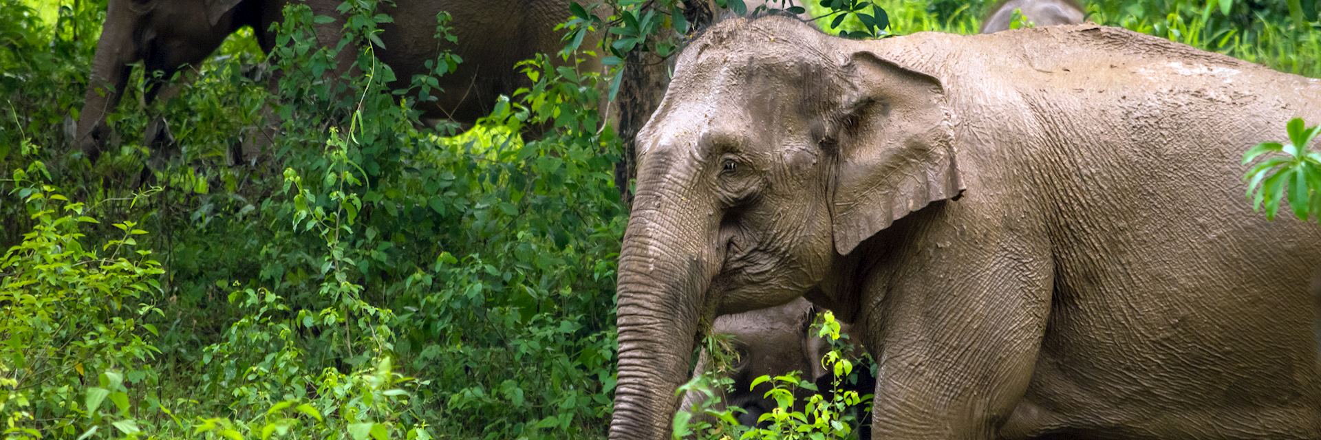Elephant, Kui Buri National Park
