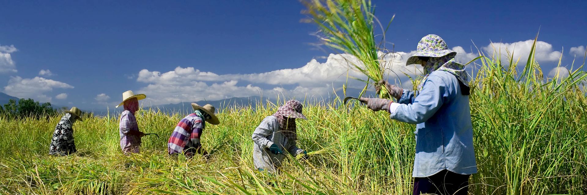Traditional rice harvesting, Thailand