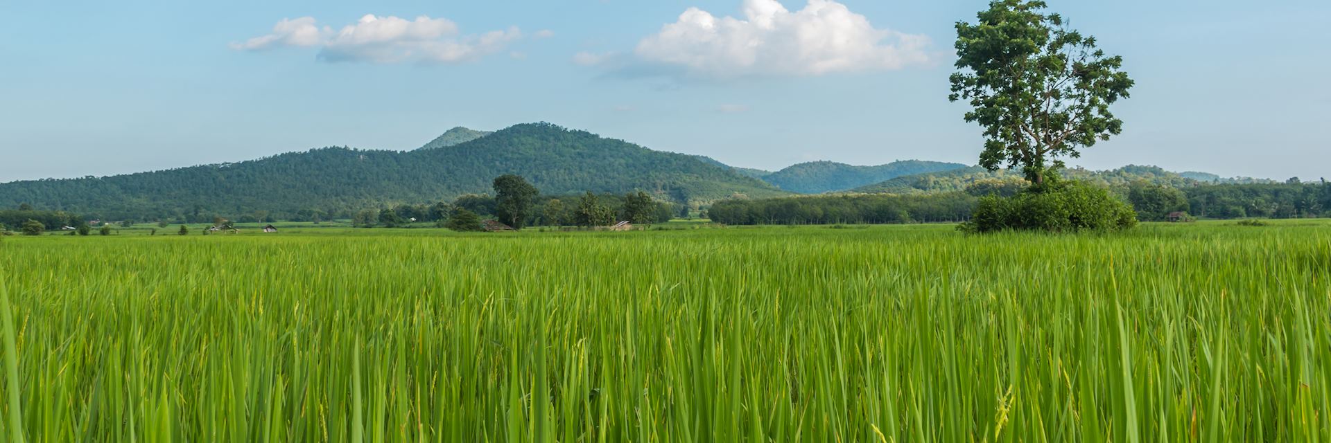 Paddy field in Loei Province