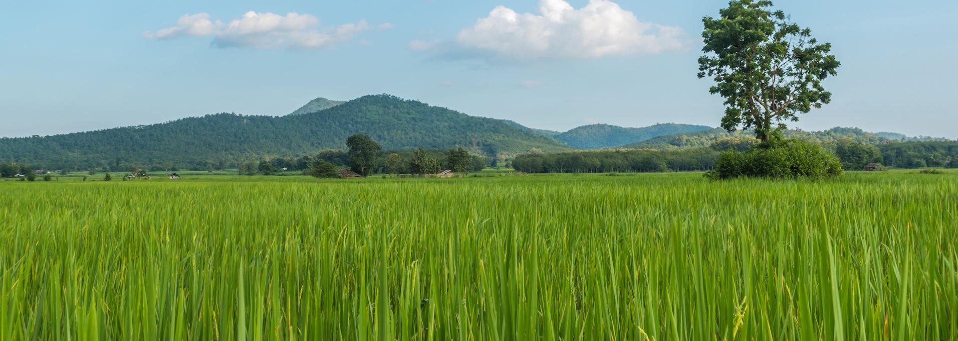 Paddy field in Loei Province