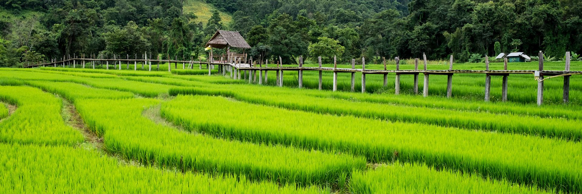 Rice fields near Pai