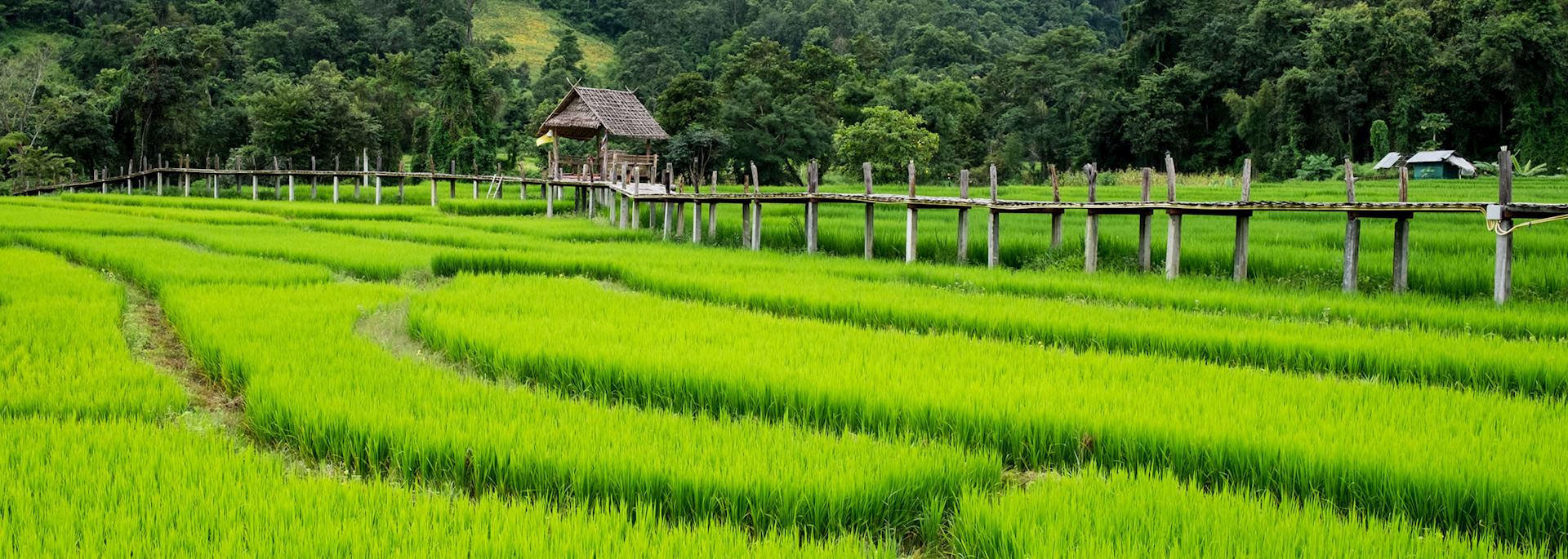 Rice fields near Pai