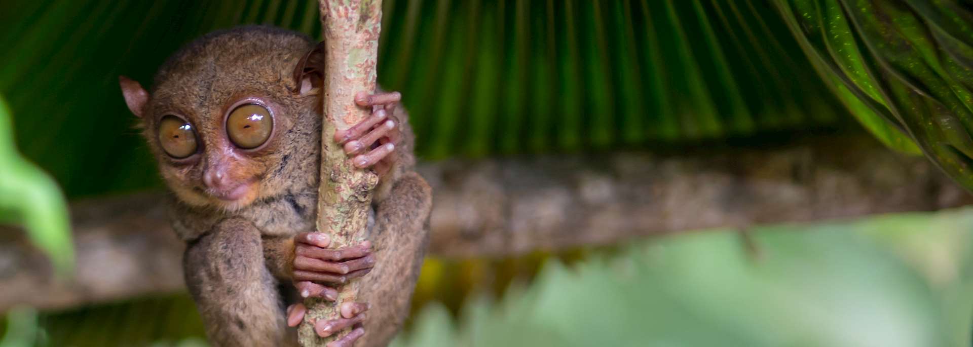 Tarsier, Bohol
