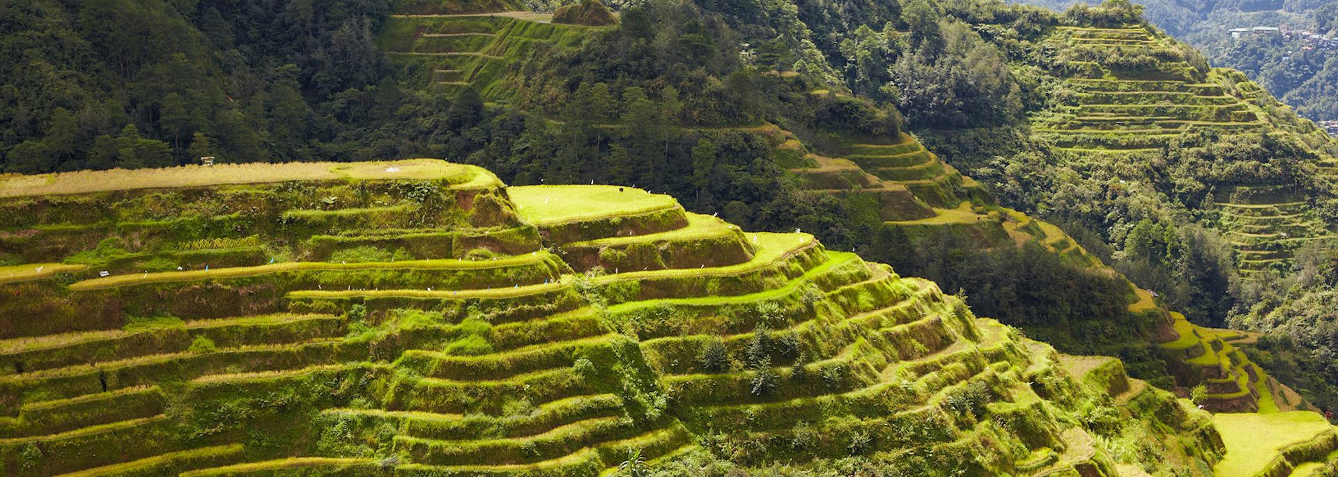 Rice terraces in Banaue, the Philippines