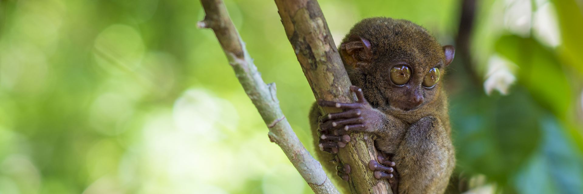 Tarsier monkey, Bohol