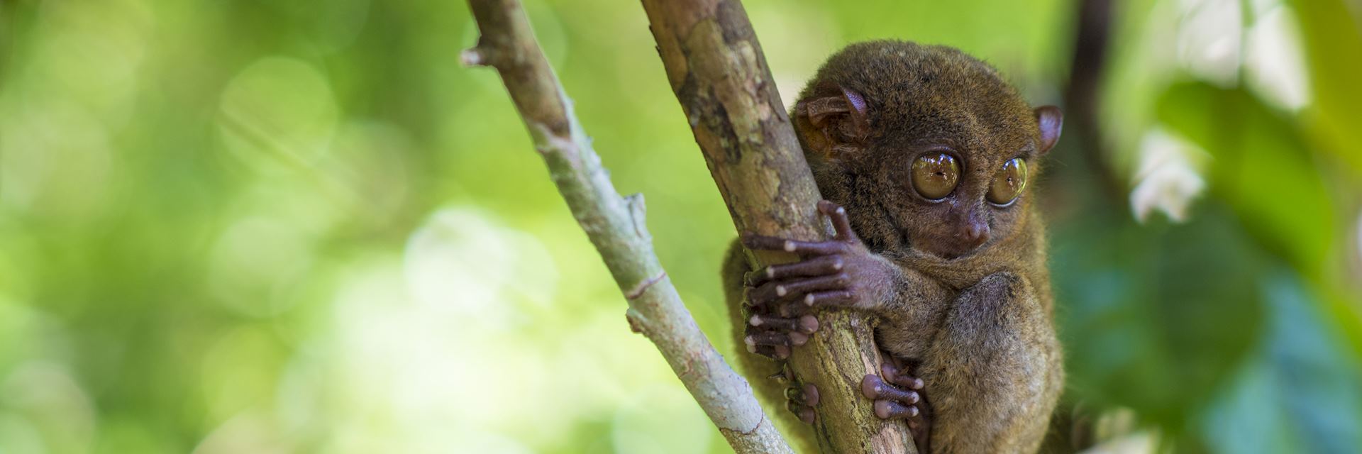 Tarsier, the Philippines