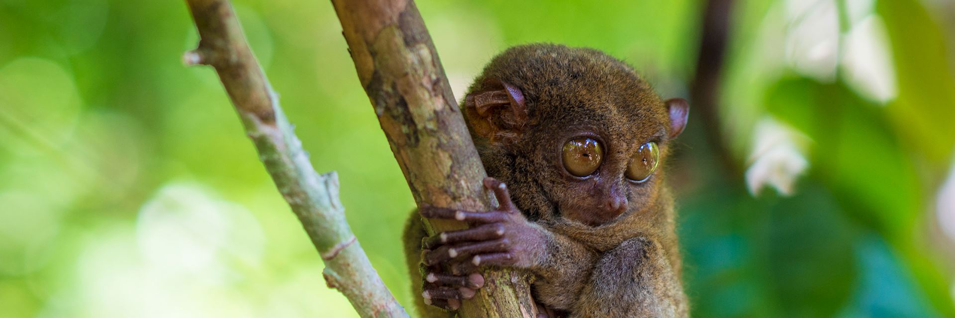 Tarsier, the Philippines