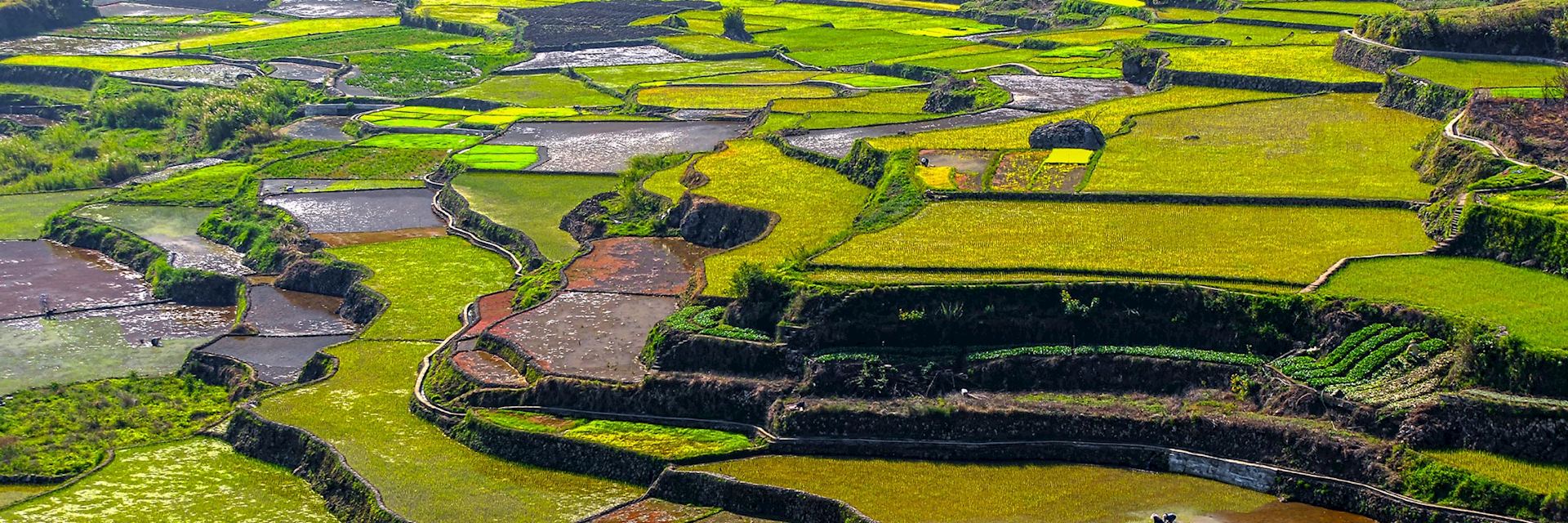 Rice terraces at Sagada