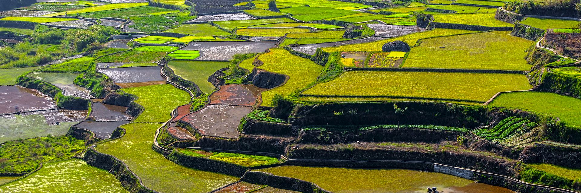 Rice terraces at Sagada