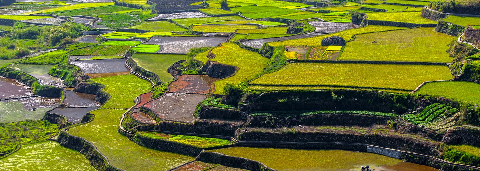 Rice terraces at Sagada