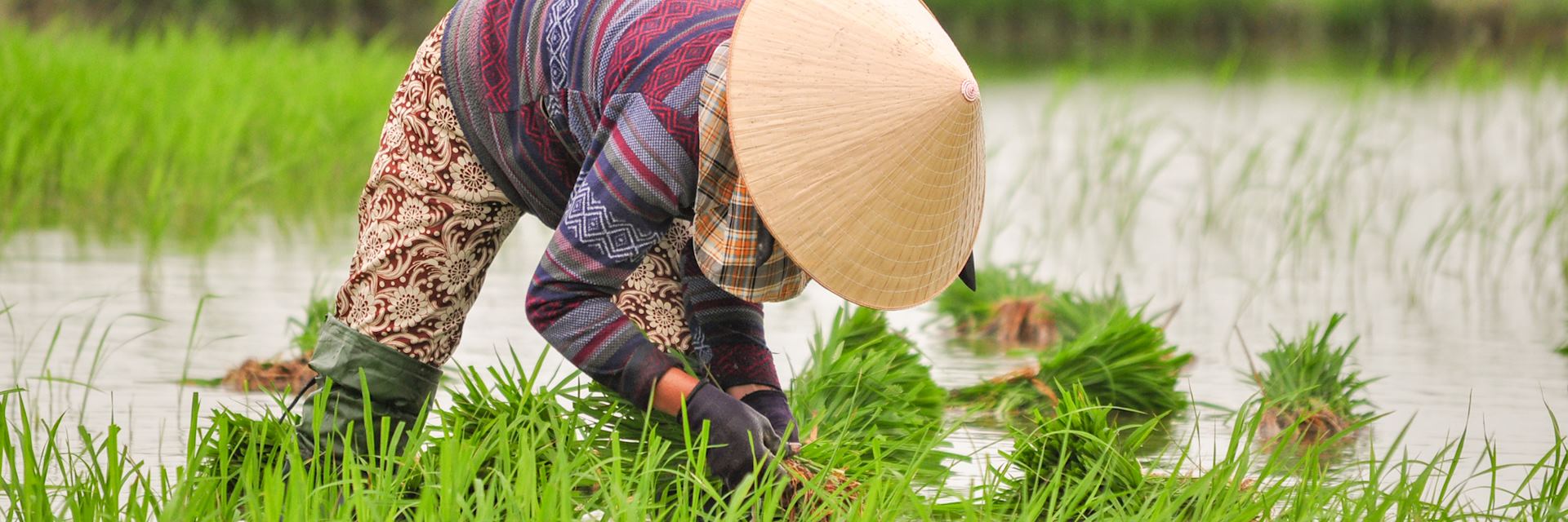 Rice farming in Hoi An