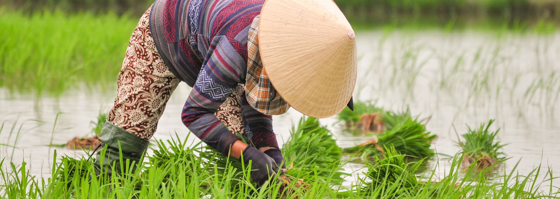 Rice farming in Hoi An