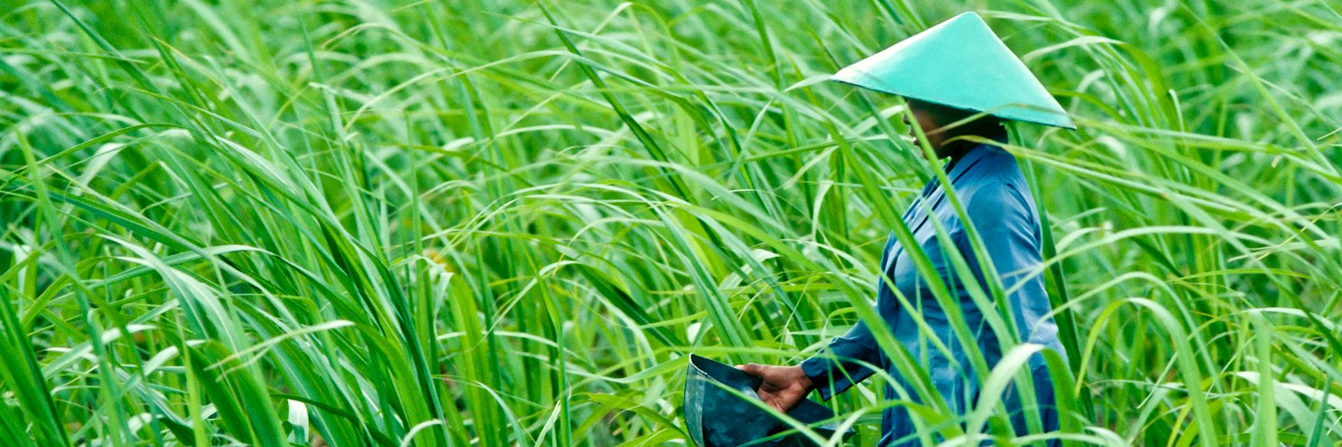 Fertilising a rice field in Vietnam