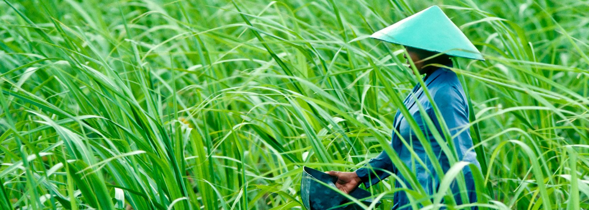 Fertilising a rice field in Vietnam