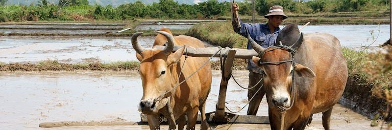 Farmer with buffalo, rice field, Vietnam