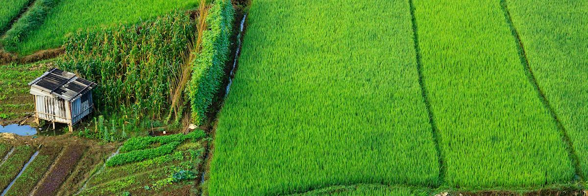 Corn and paddy fields in Mai Chau