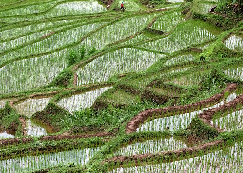 Rice terraces, Mai Chau