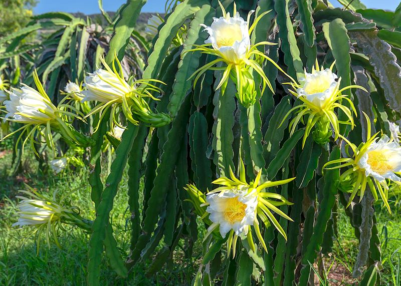 Dragon-fruit orchard