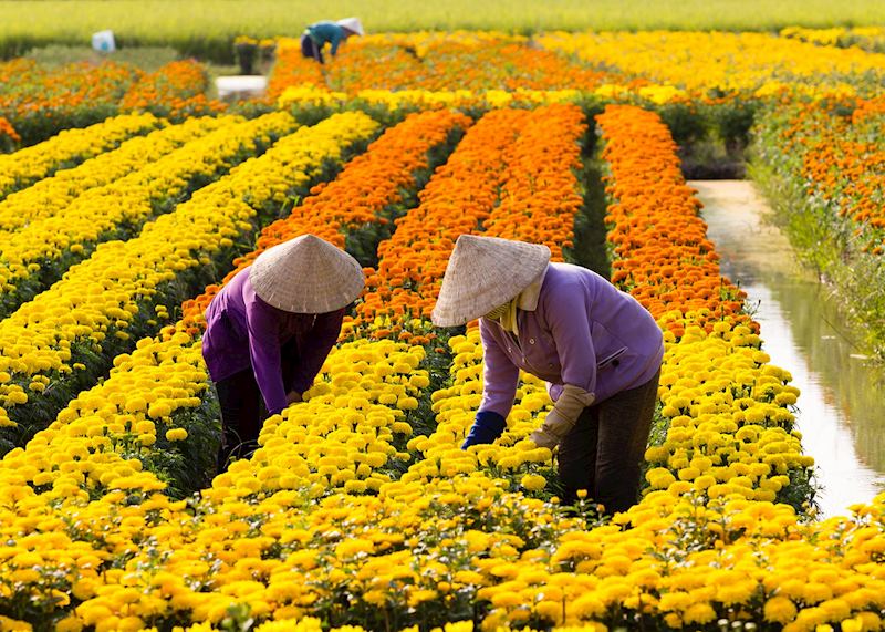 Flower fields, Sa Dec