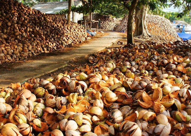 Coconuts, Ben Tre