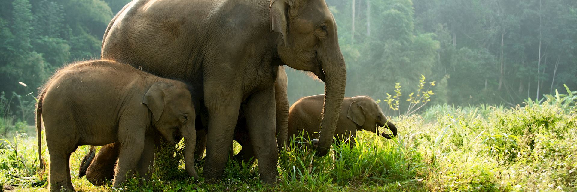 Wild elephant in Vietnam