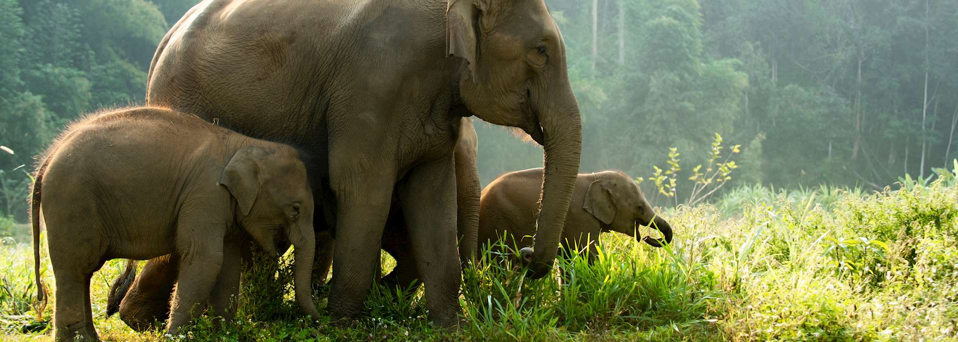 Wild elephant in Vietnam