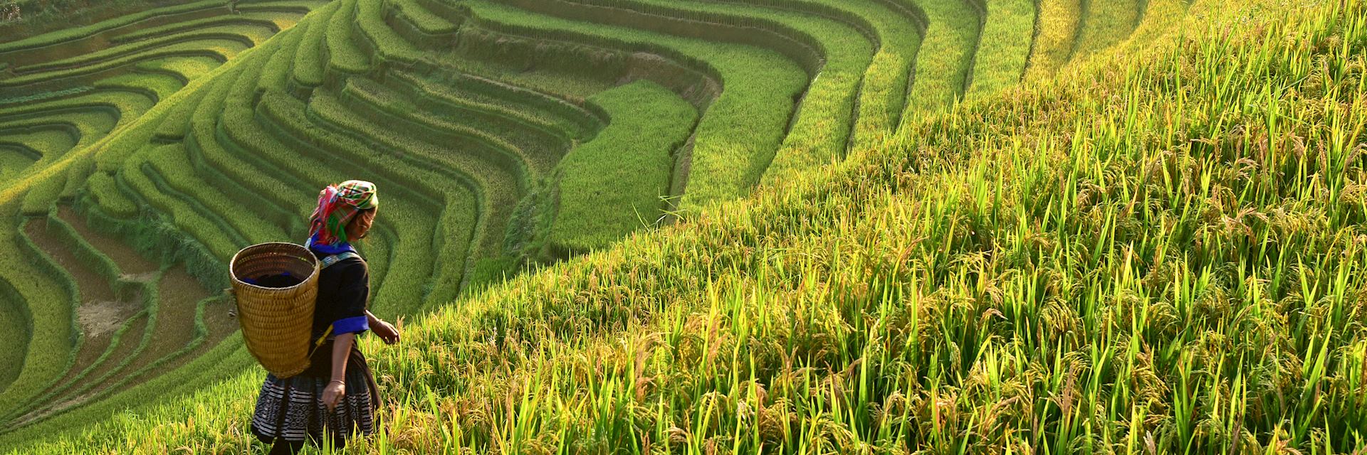 Rice terraces, Vietnam