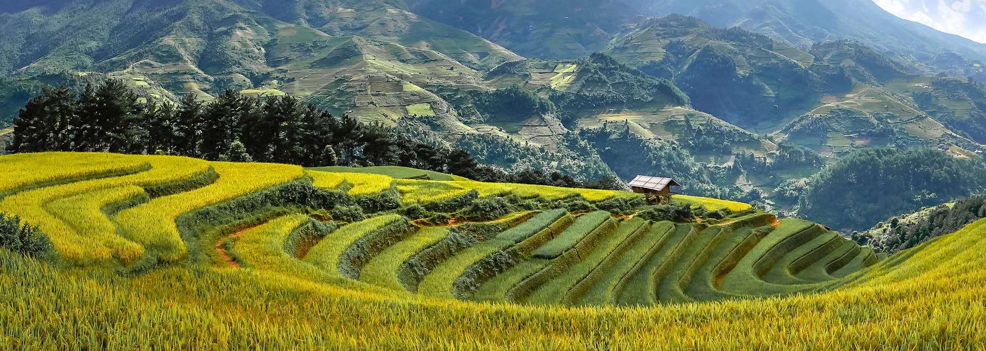 Rice terraces in Mu Cang Chai