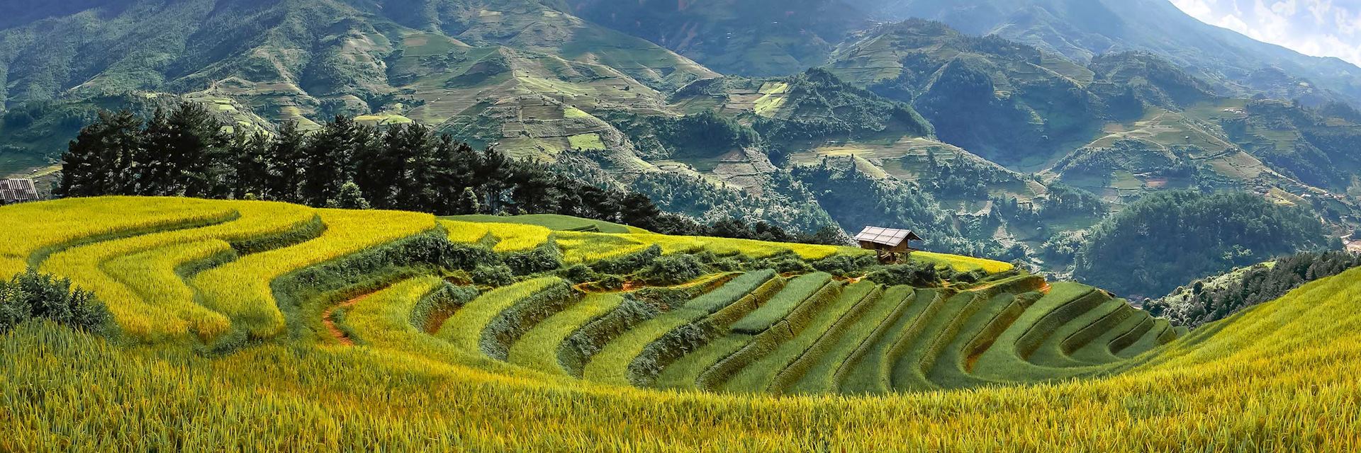 Rice terraces in Mu Cang Chai