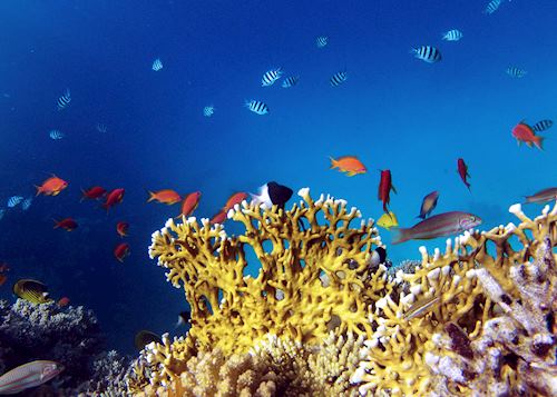 Red Sea, Egypt