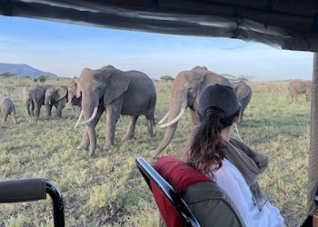 Elephant in Serengeti National Park, Tanzania