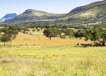 Bushveld, South Africa