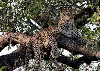 Leopard