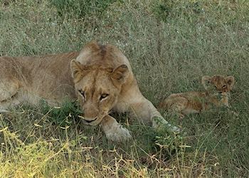 Lion and her cub