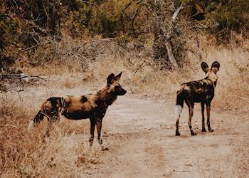 Wild Dog, Thornybush Game Reserve