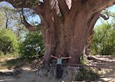 Harriet under a Baines Baobab, Nxai Pan National Park, Botswana