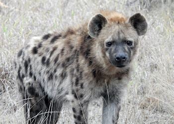 Hyena in Timbavati Game Reserve