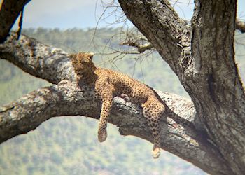 Leopard
