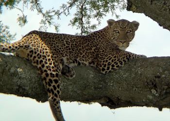 Leopard, Tanzania