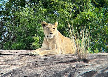 Lioness, Tanzania