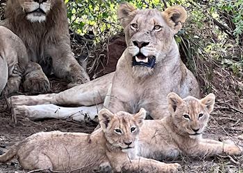 Lion and her cubs in the Kruger National Park
