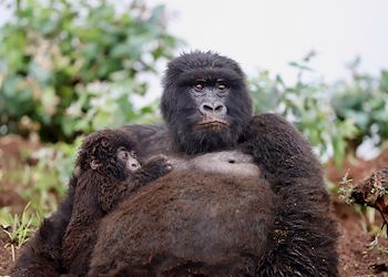Mountain gorillas in Rwanda