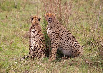 Cheetah in the Serengeti National Park, Tanzania