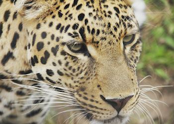 Kruger National Park, South Africa