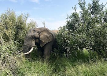 Thornybush Game Reserve, South Africa