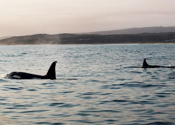 Orca whales, Knysna, South Africa