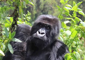 Gorilla tracking in Rwanda
