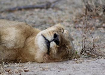 Lion in the Serengeti