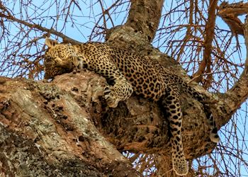 Leopard in Tarangire, Tanzania