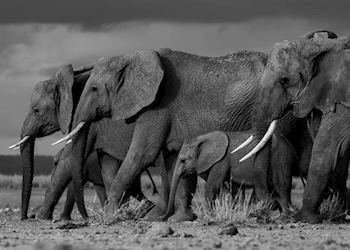 Elephant in Tsavo National Park